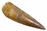 Fossil Spinosaurus Tooth - Real Dinosaur Tooth #363506-1